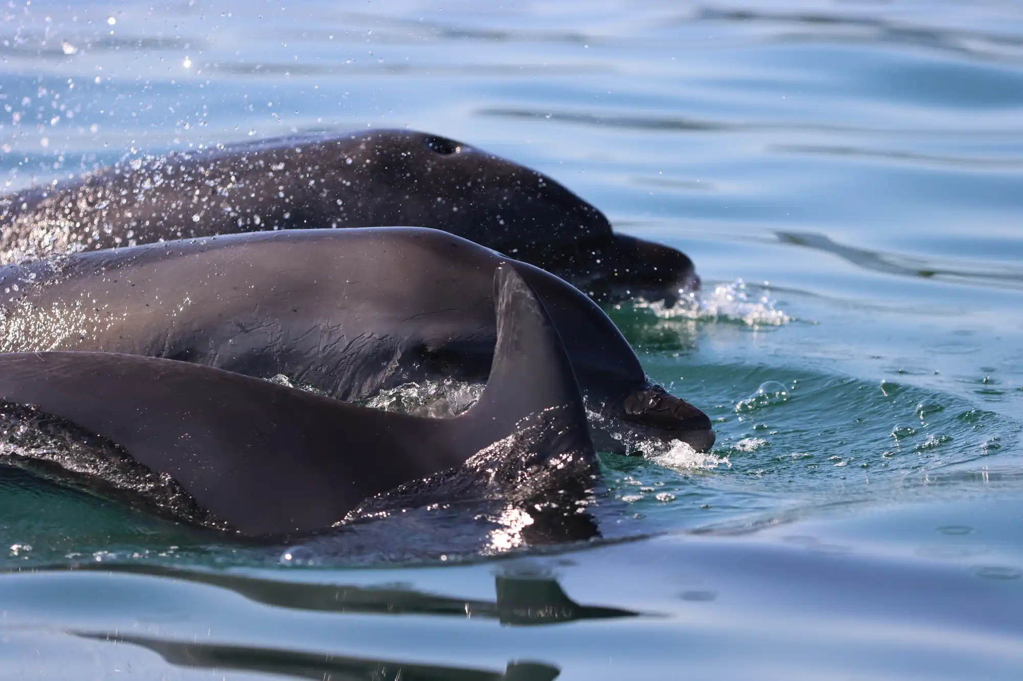 IDP_2022-Selection_7